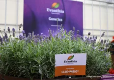 De nieuwe Lavendula Cleo Patio van Evanthia uit zaad. Het is een compacte Lavendula en een eerste jaars bloeiend product vanuit zaad.